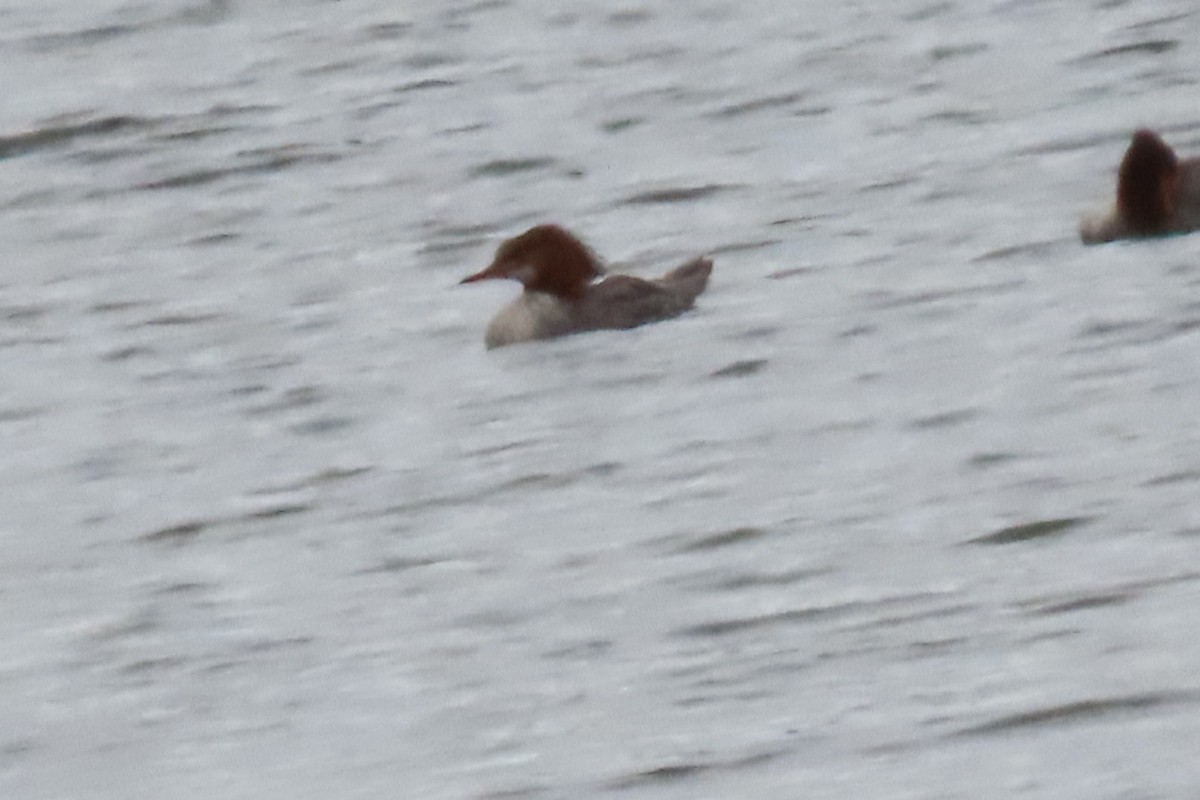 Common Merganser - ML632417506