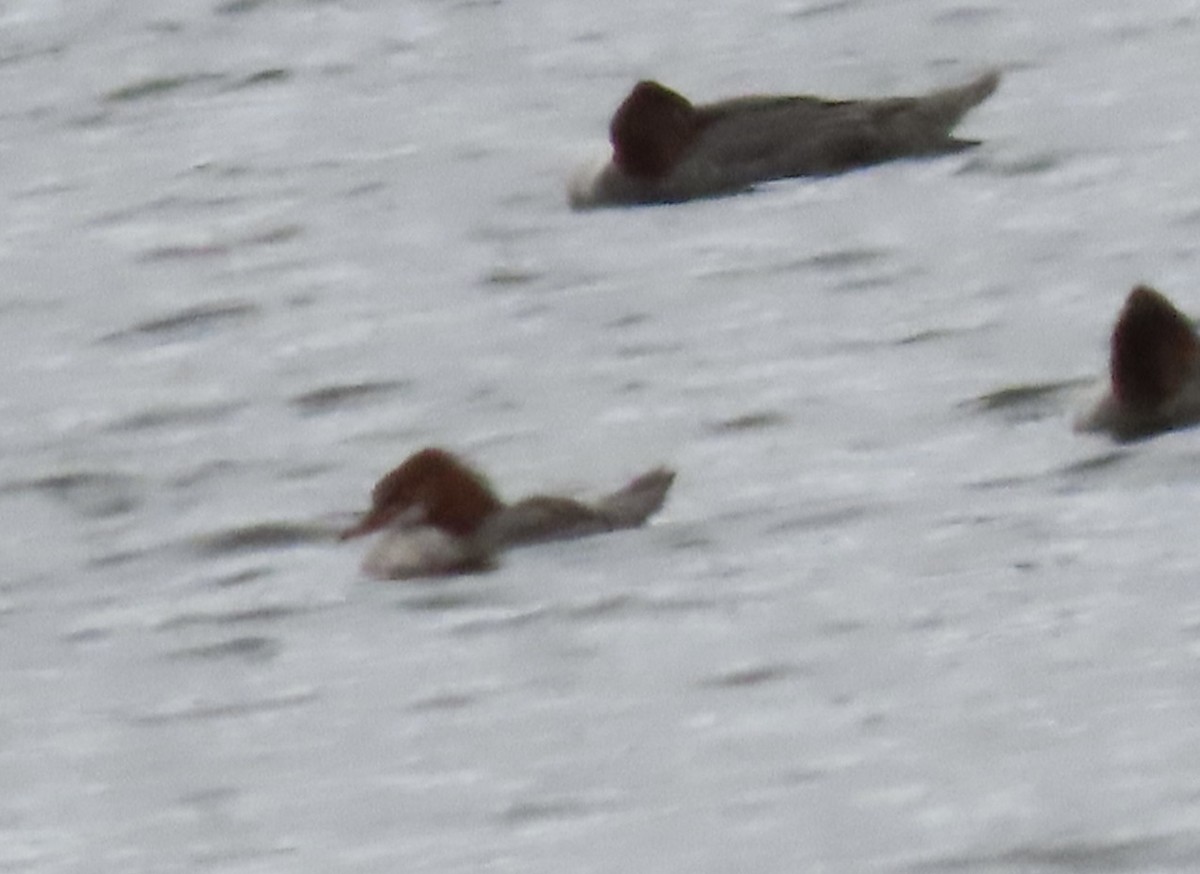 Common Merganser - ML632417507