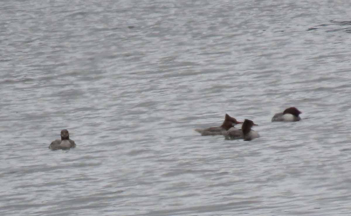 Common Merganser - ML632417510