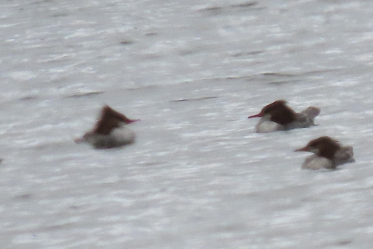 Common Merganser - ML632417511