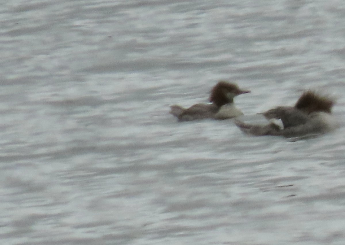 Common Merganser - ML632417512