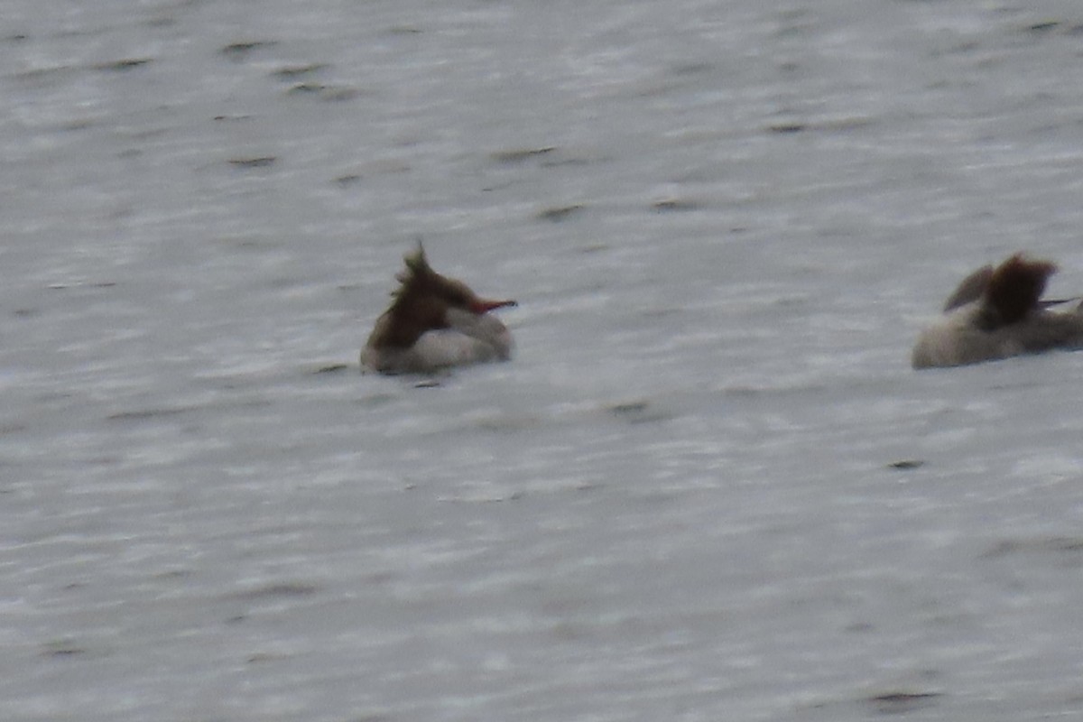 Common Merganser - ML632417514