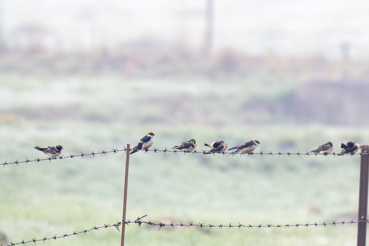 South African Swallow - ML632417648