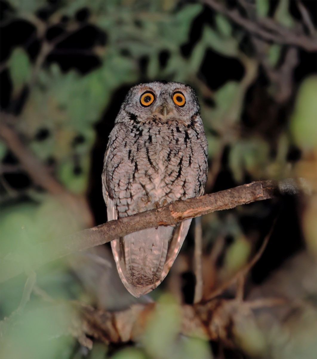 Whiskered Screech-Owl - ML632417666
