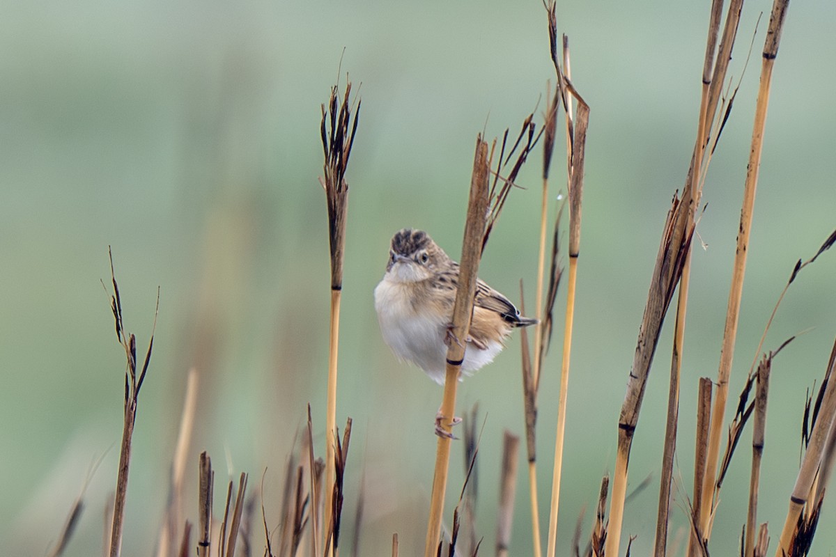 Zitting Cisticola - ML632417677