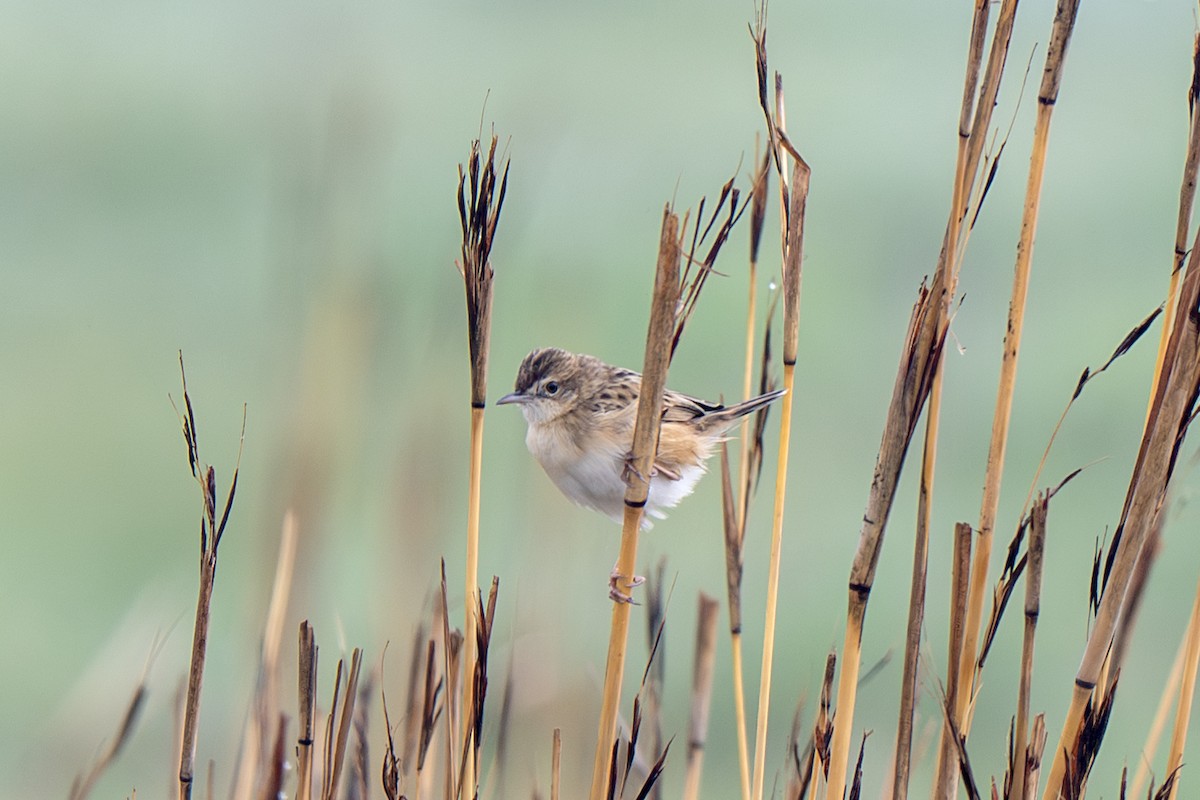 Zitting Cisticola - ML632417678