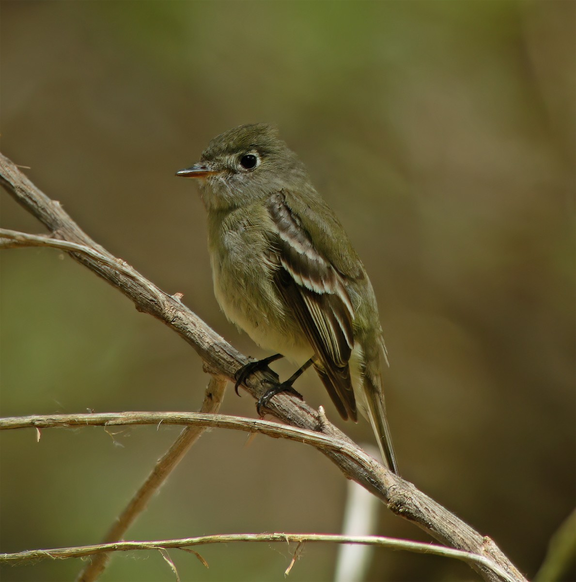 Hammond's Flycatcher - ML632417749