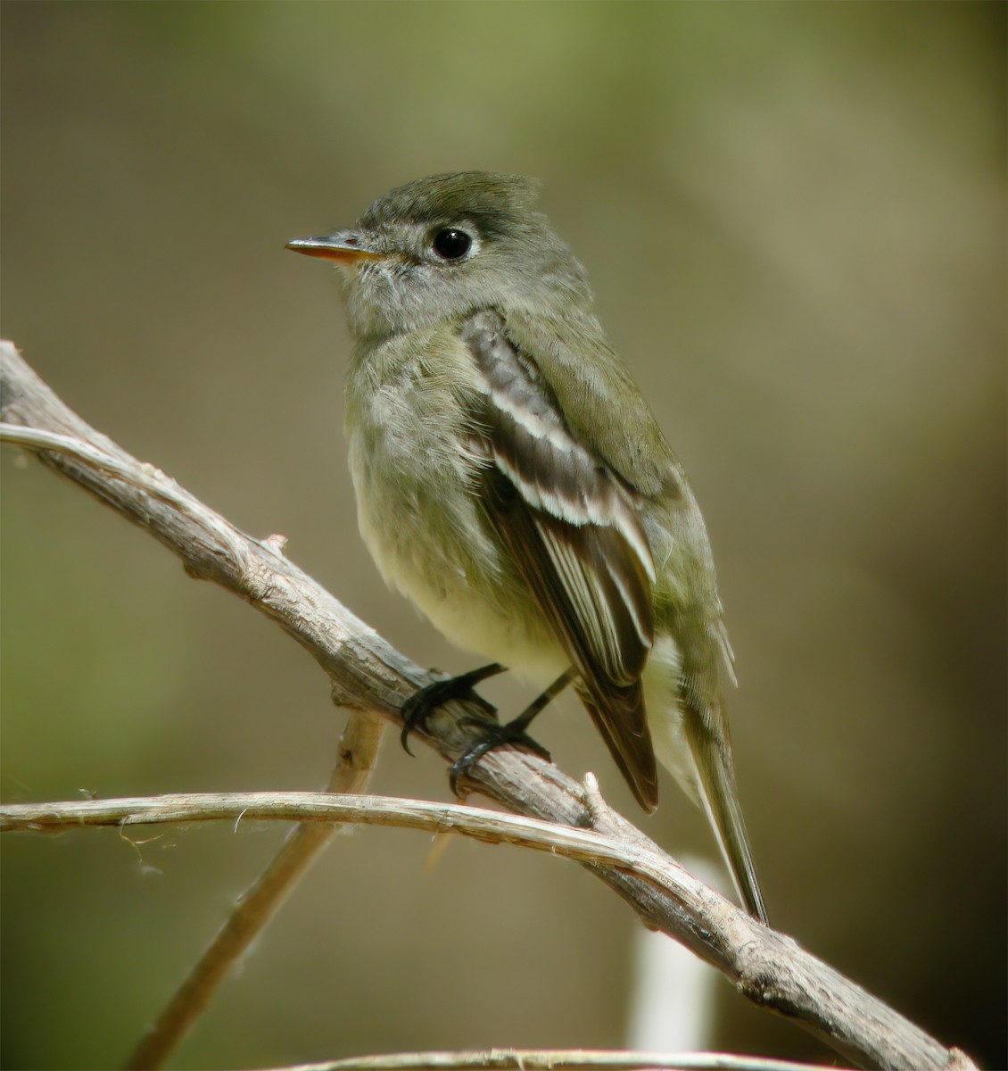 Hammond's Flycatcher - ML632417750