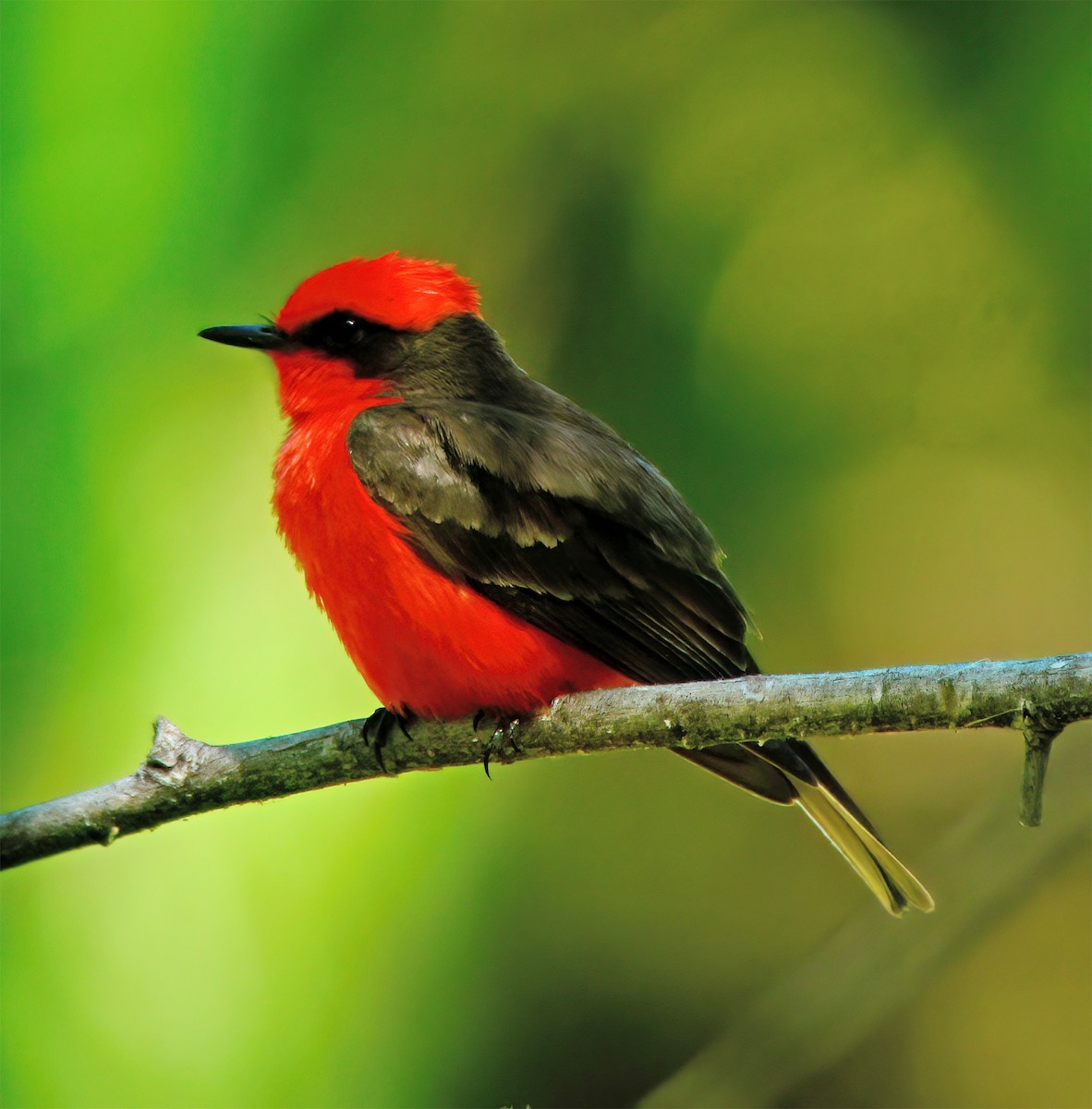 Vermilion Flycatcher - ML632417764
