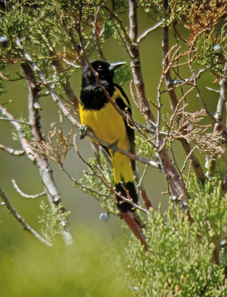 Scott's Oriole - ML632417826