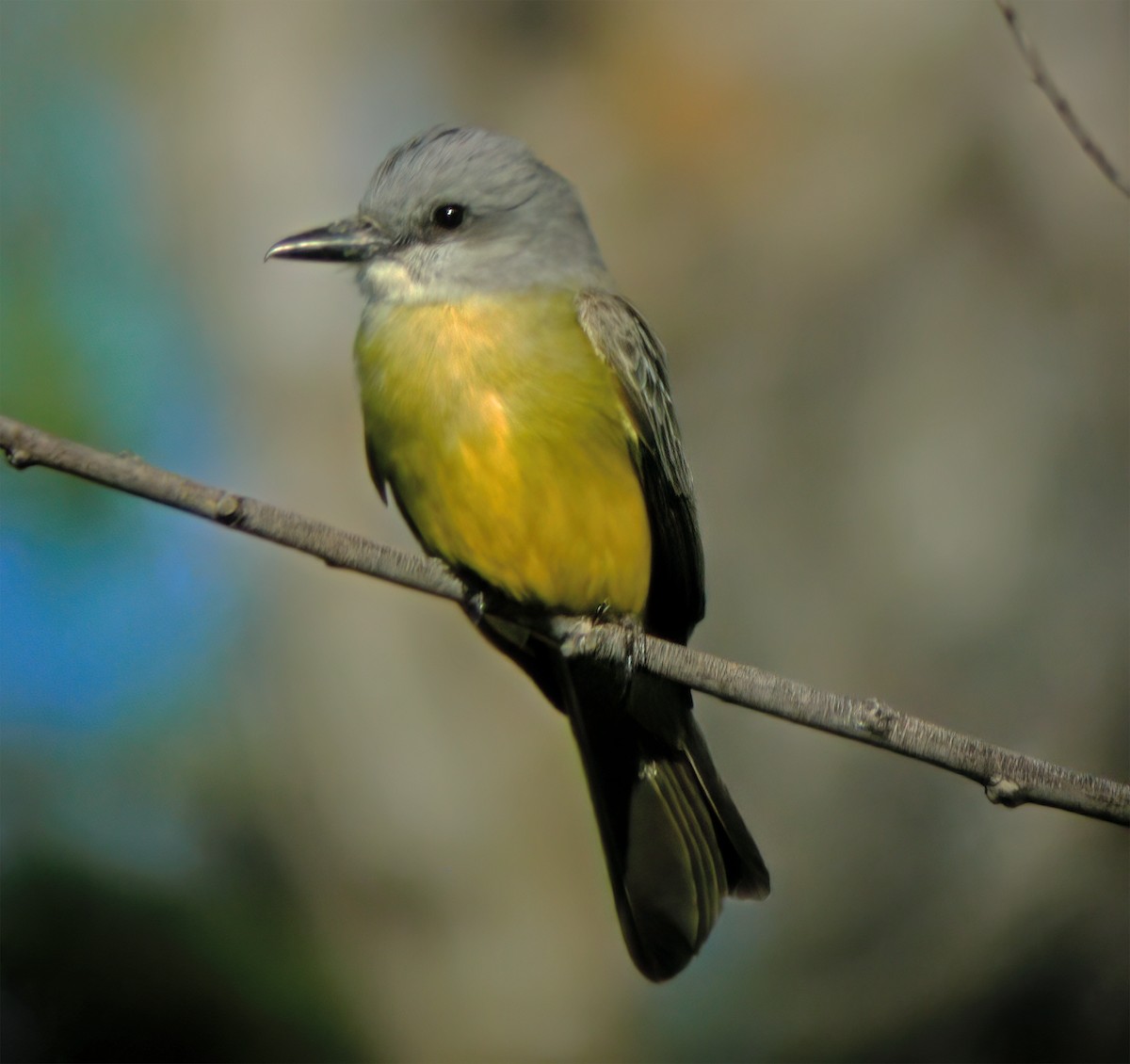 Tropical Kingbird - ML632417884