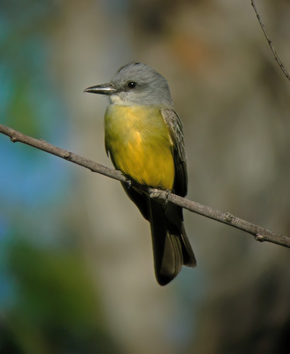 Tropical Kingbird - ML632417885