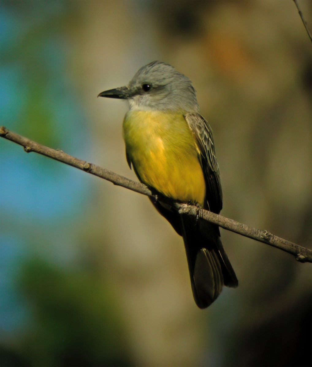 Tropical Kingbird - ML632417886
