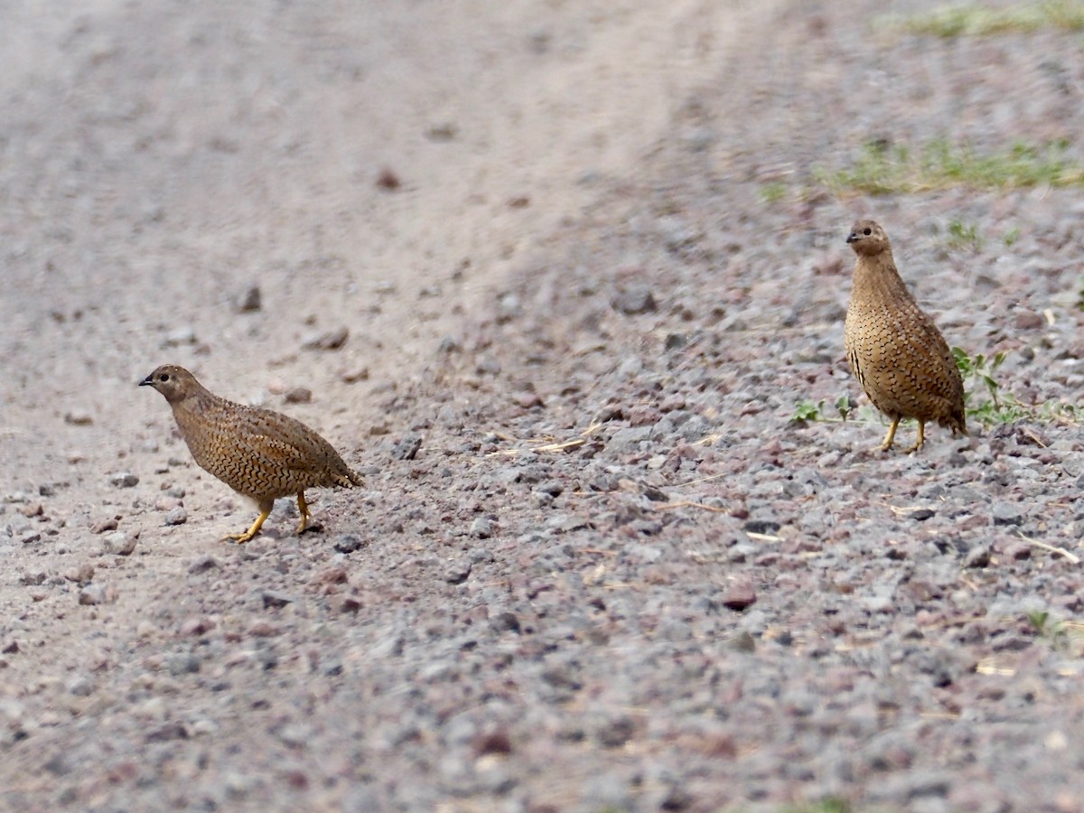 Brown Quail - ML632417940
