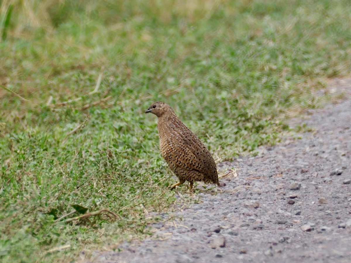 Brown Quail - ML632417951