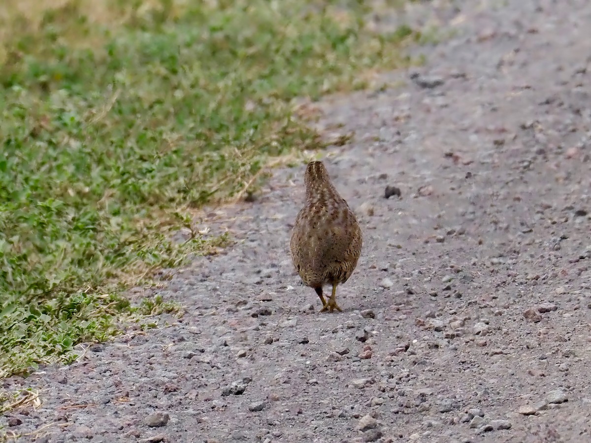 Brown Quail - ML632417963
