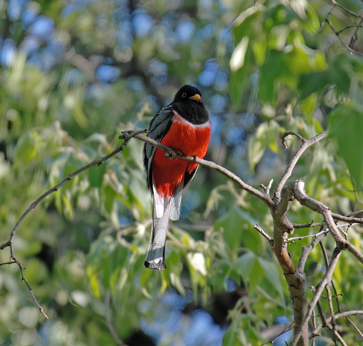 Elegant Trogon - ML632417972