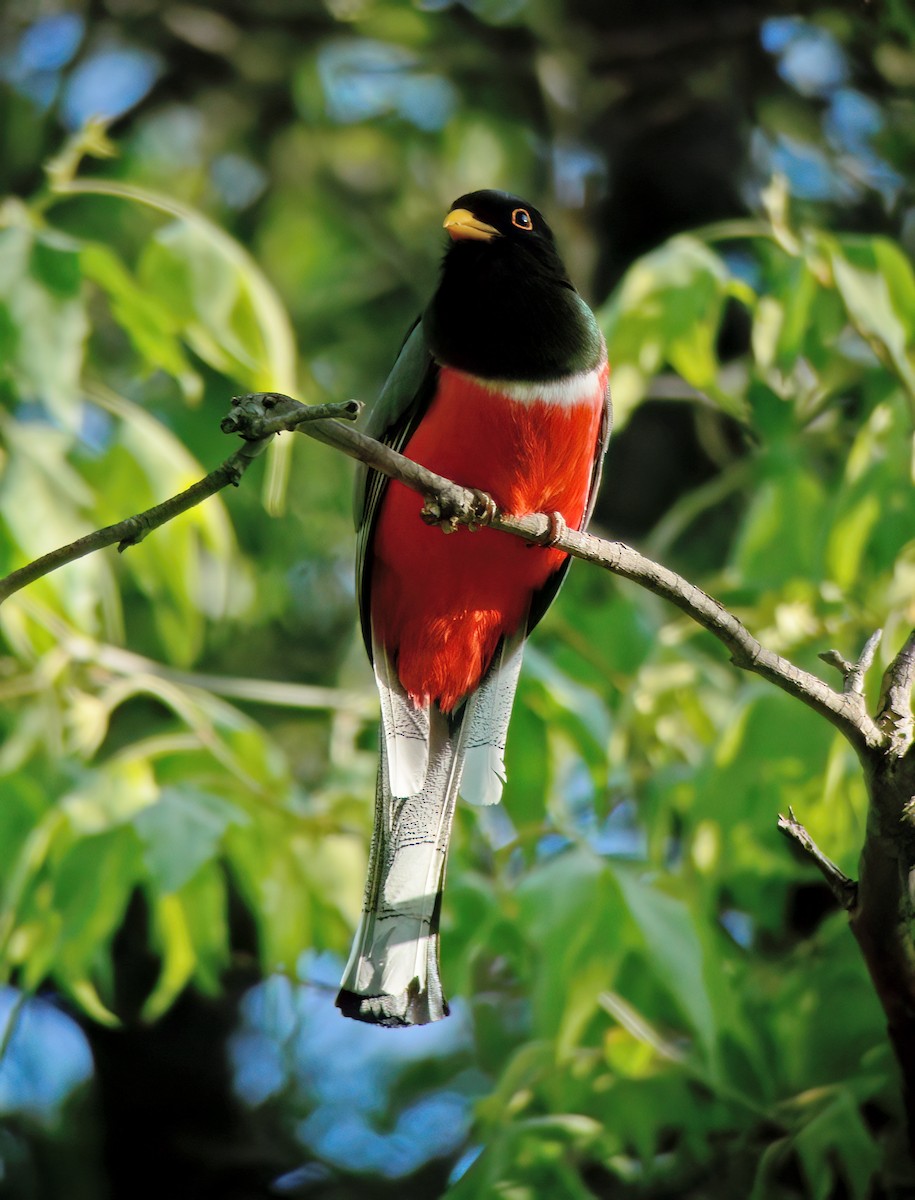 Elegant Trogon - ML632417973