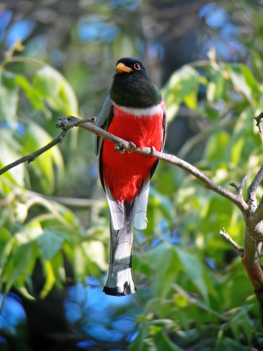 Elegant Trogon - ML632417974
