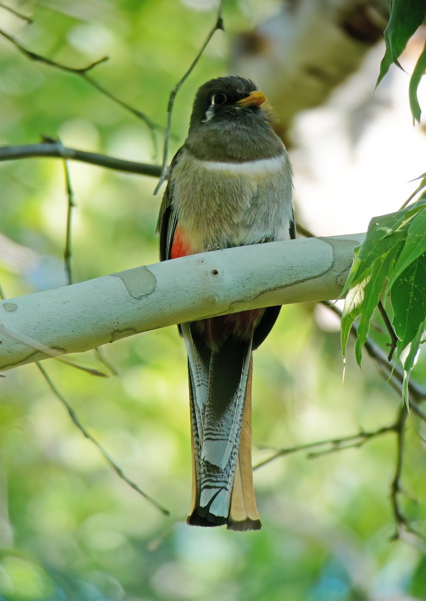 Elegant Trogon - ML632417975