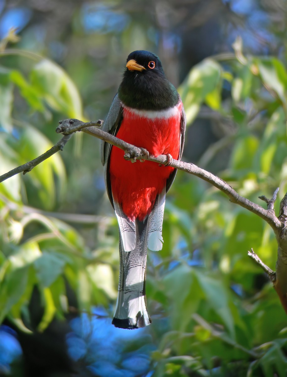 Elegant Trogon - ML632417976