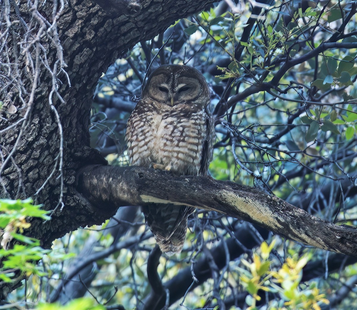 Spotted Owl - ML632418038