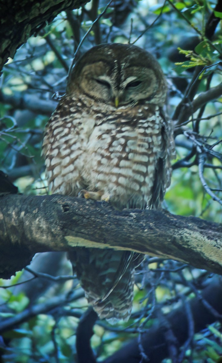 Spotted Owl - ML632418039