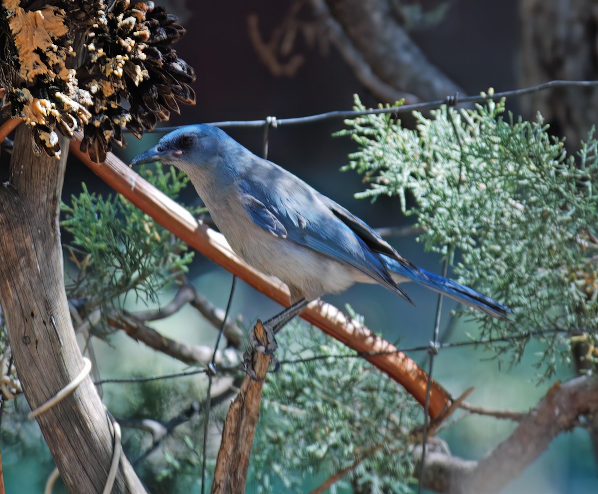 Mexican Jay - ML632418086