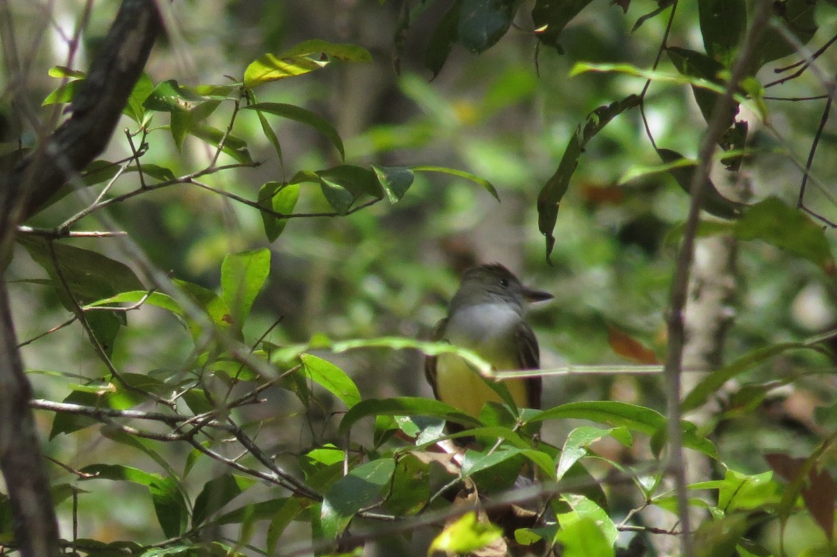 Great Crested Flycatcher - ML632418173