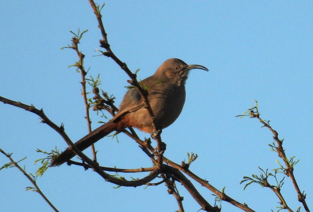 Crissal Thrasher - ML632418175