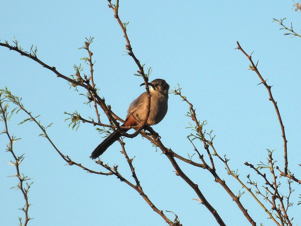 Crissal Thrasher - ML632418182