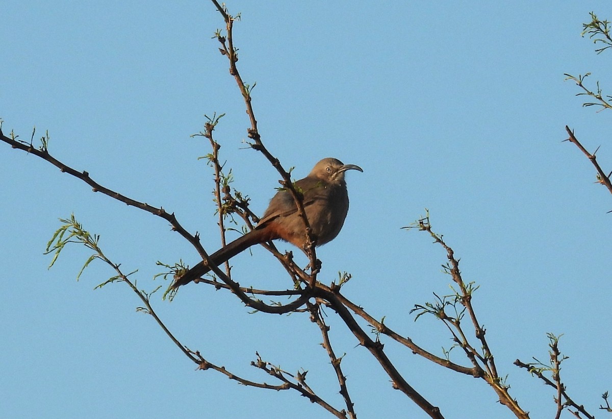 Crissal Thrasher - ML632418187