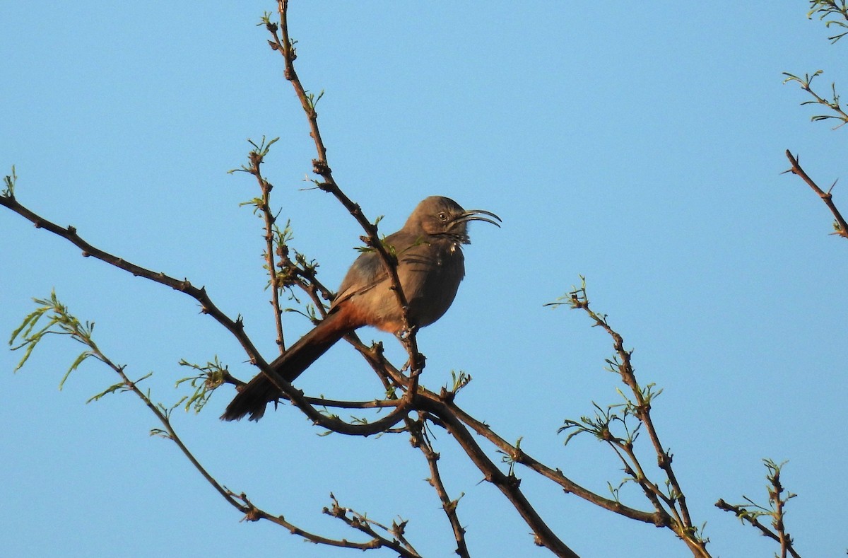 Crissal Thrasher - ML632418190