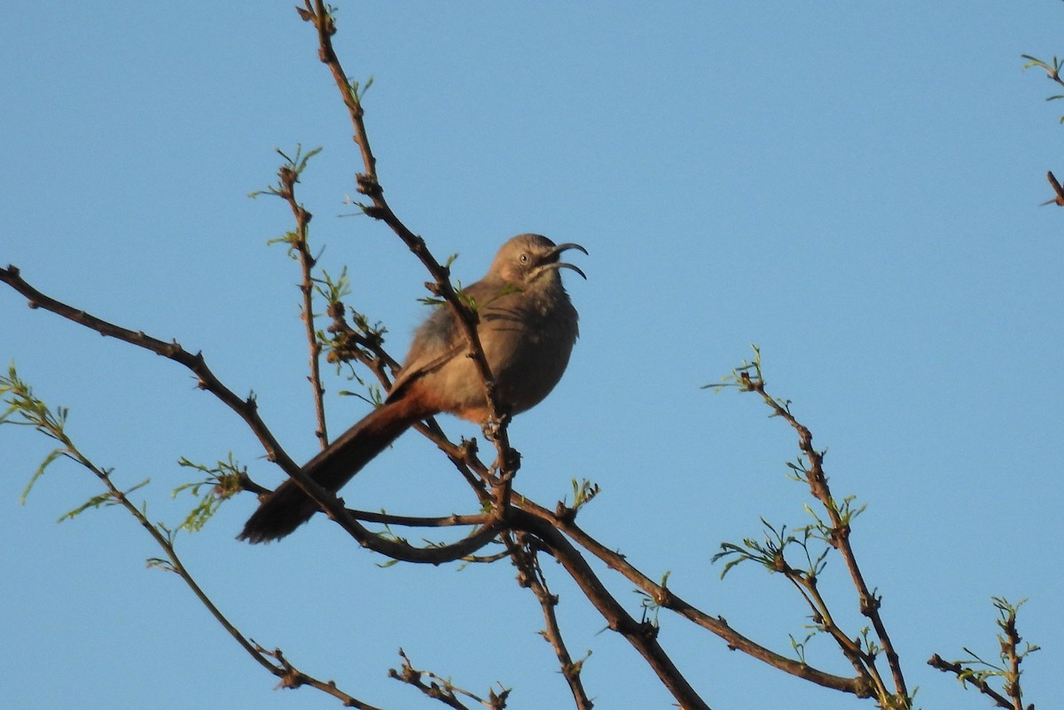 Crissal Thrasher - ML632418192