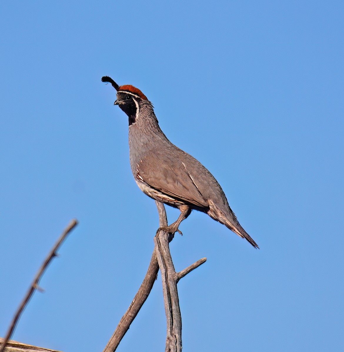 Gambel's Quail - ML632418227