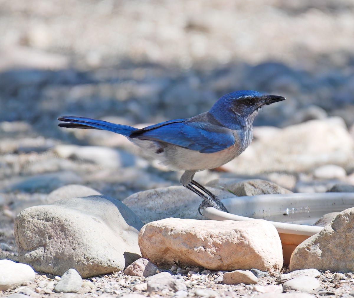 Woodhouse's Scrub-Jay - ML632418234