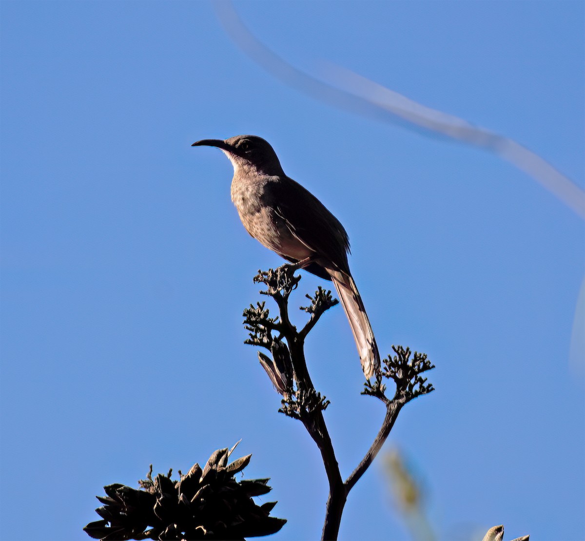 Curve-billed Thrasher - ML632418240
