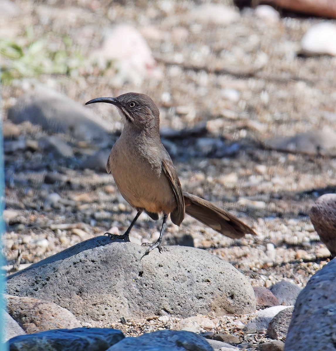 Crissal Thrasher - ML632418252