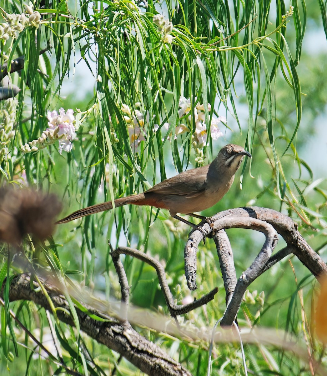 Crissal Thrasher - ML632418253