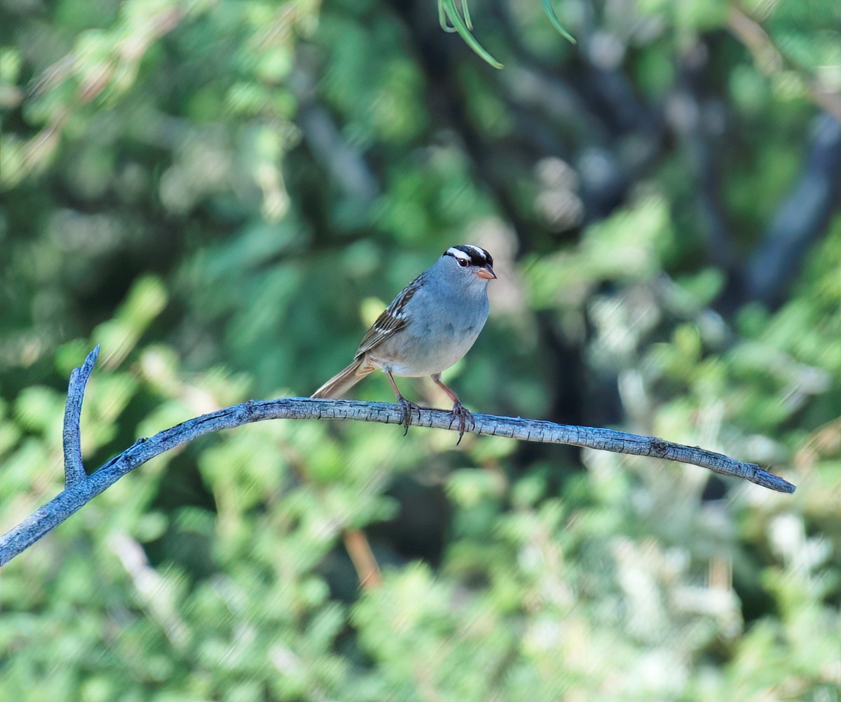 White-crowned Sparrow (oriantha) - ML632418265