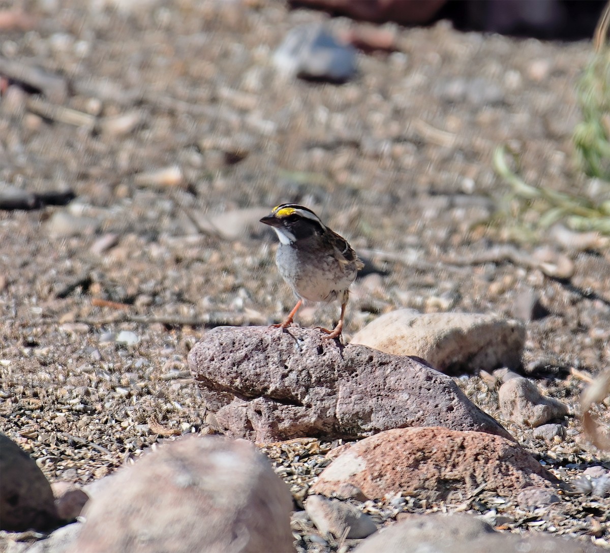 White-throated Sparrow - ML632418275