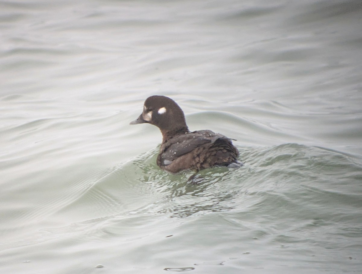 Harlequin Duck - ML632418309