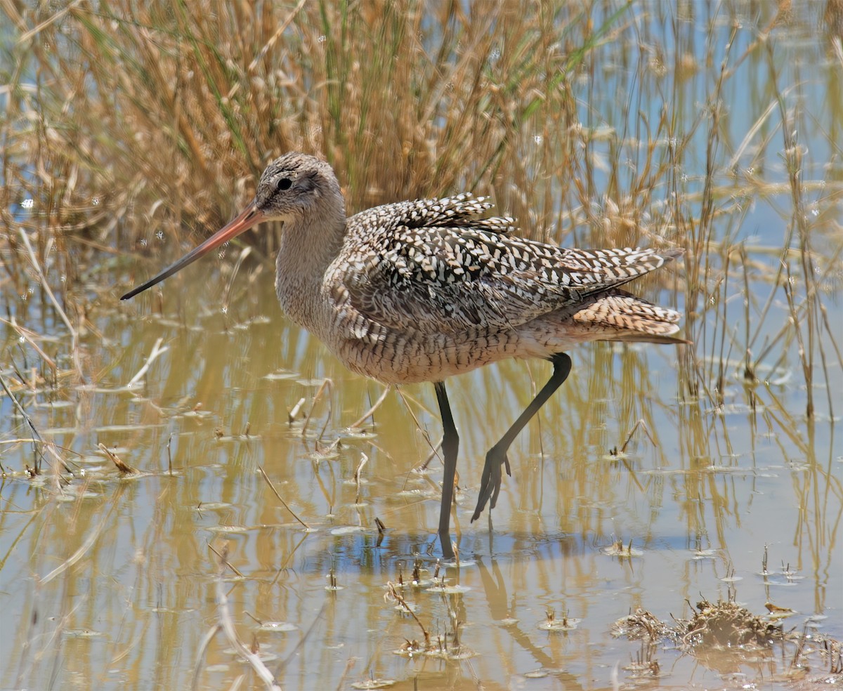 Marbled Godwit - ML632418358