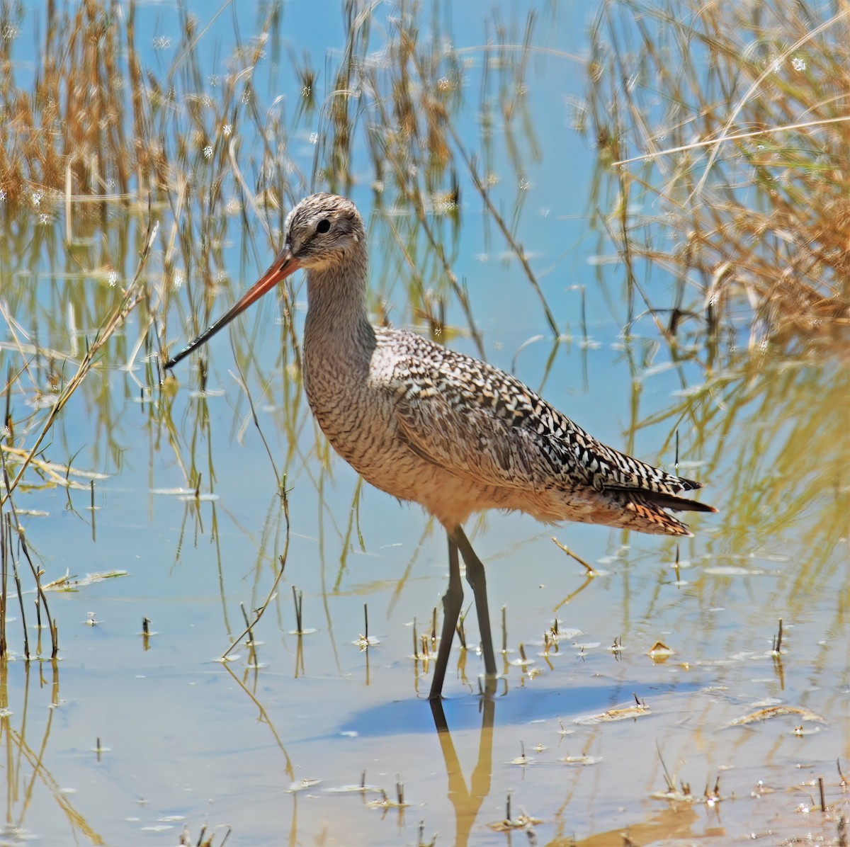 Marbled Godwit - ML632418360