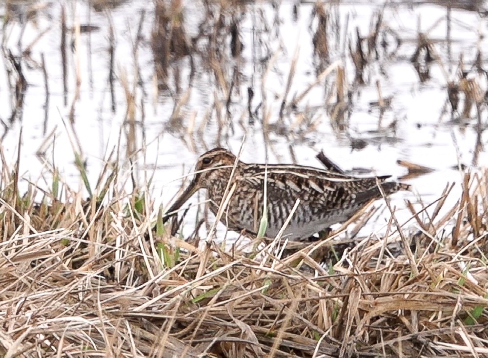 Wilson's Snipe - ML632418536