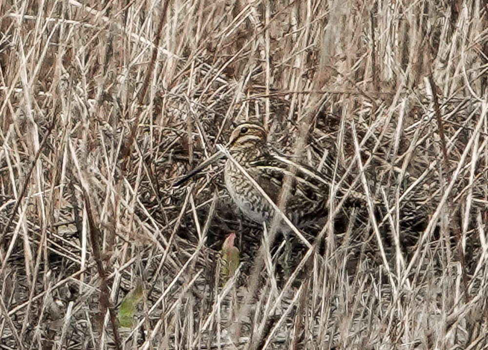 Wilson's Snipe - ML632418537