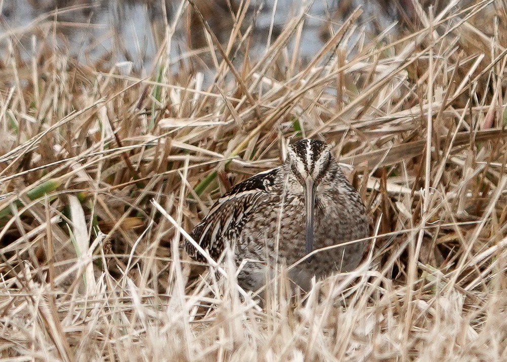 Wilson's Snipe - ML632418539