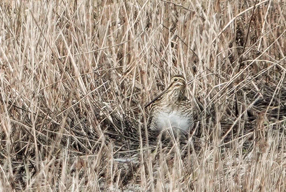 Wilson's Snipe - ML632418540