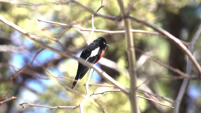 Painted Redstart - ML632418863