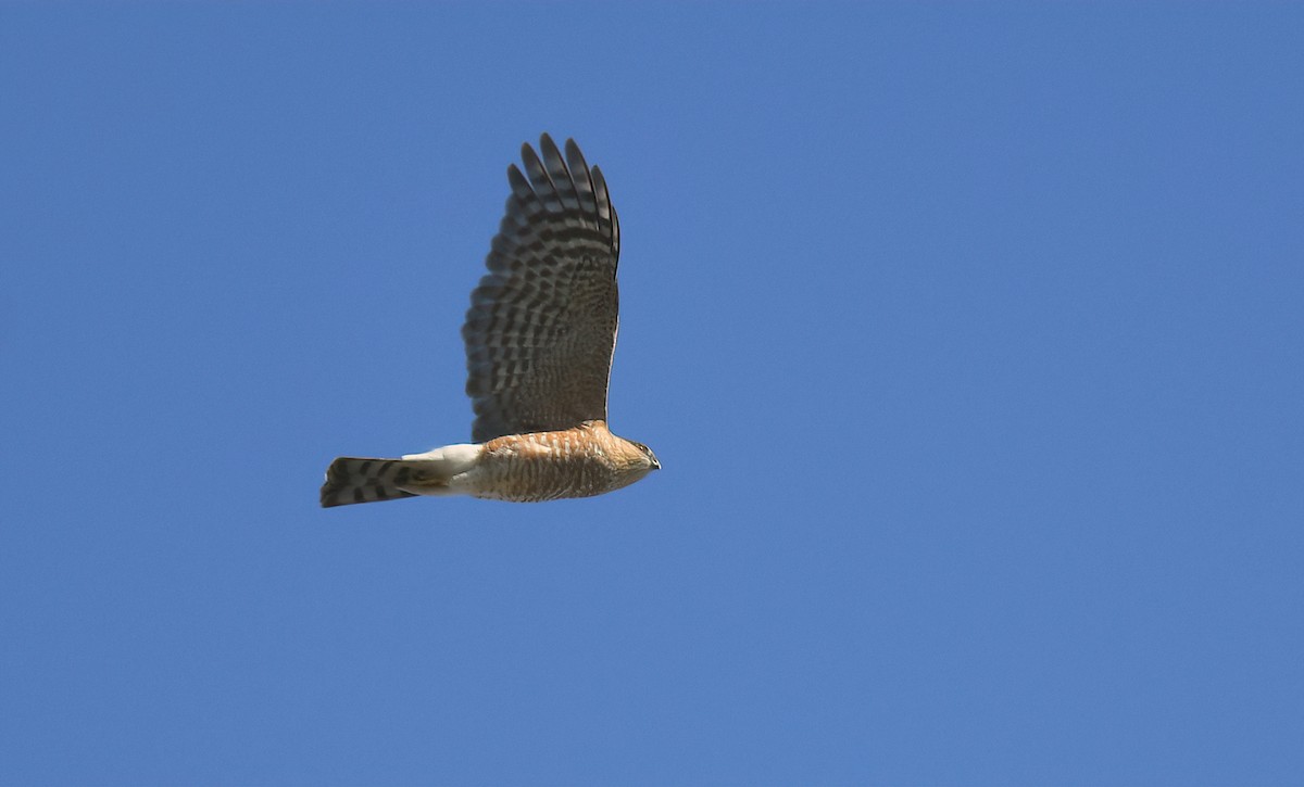 Sharp-shinned Hawk - ML632418967